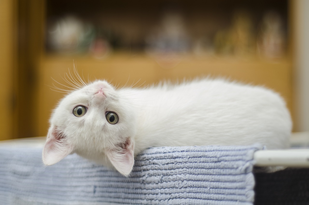 How to Train Your Cat to Use a Scratching Post